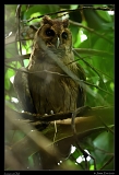  Jamaican Owl, Jamaica � Janet Zinn