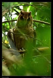  Jamaican Owl, Jamaica � Janet Zinn