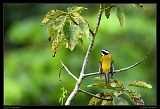  Jamaican Spindalis, Jamaica � Janet Zinn