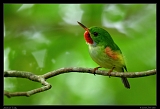  Jamaican Tody, Jamaica � Janet Zinn