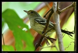  Jamaican Vireo, Jamaica � Janet Zinn