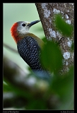  Jamaican Woodpecker, Jamaica � Janet Zinn