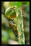  Jamaican Woodpecker, Jamaica � Janet Zinn