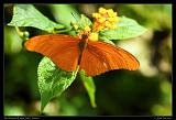  Julia Butterfly, Jamaica � Janet Zinn