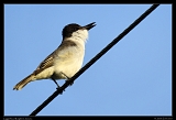  Loggerhead Kingbird, Jamaica � Janet Zinn