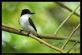  Loggerhead Kingbird, Jamaica � Janet Zinn