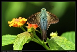 Long-tailed Skipper, Jamaica � Janet Zinn