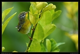  Northern Parula, Jamaica � Janet Zinn