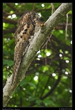  Northern Potoo, Jamaica � Janet Zinn
