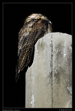  Northern Potoo, Jamaica � Janet Zinn