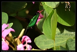  Red-billed Streamertail, Jamaica � Janet Zinn