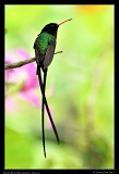  Red-billed Streamertail, Jamaica � Janet Zinn