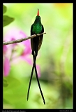  Red-billed Streamertail, Jamaica � Janet Zinn