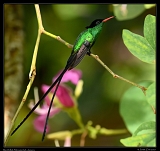  Red-billed Streamertail, Jamaica � Janet Zinn