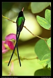  Red-billed Streamertail, Jamaica � Janet Zinn