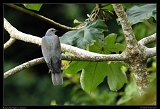  Ring-tailed Pigeon, Jamaica � Janet Zinn