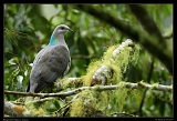  Ring-tailed Pigeon, Jamaica � Janet Zinn