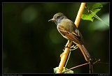  Rufous-tailed Flycatcher, Jamaica � Janet Zinn
