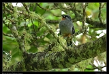  Rufous-throated Solitaire, Jamaica � Janet Zinn