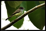  Sad Flycatcher, Jamaica � Janet Zinn