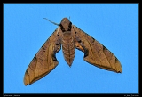  Sphinx moth, Jamaica � Janet Zinn