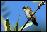 Vervain Hummingbird, Jamaica � Janet Zinn