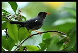  White-chinned Thrush, Jamaica � Janet Zinn