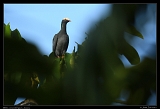  White-crowned Pigeon, Jamaica � Janet Zinn