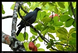  White-crowned Pigeon, Jamaica � Janet Zinn