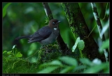  White-eyed Thrush, Jamaica � Janet Zinn