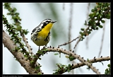  Yellow-throated Warbler, Jamaica � Janet Zinn