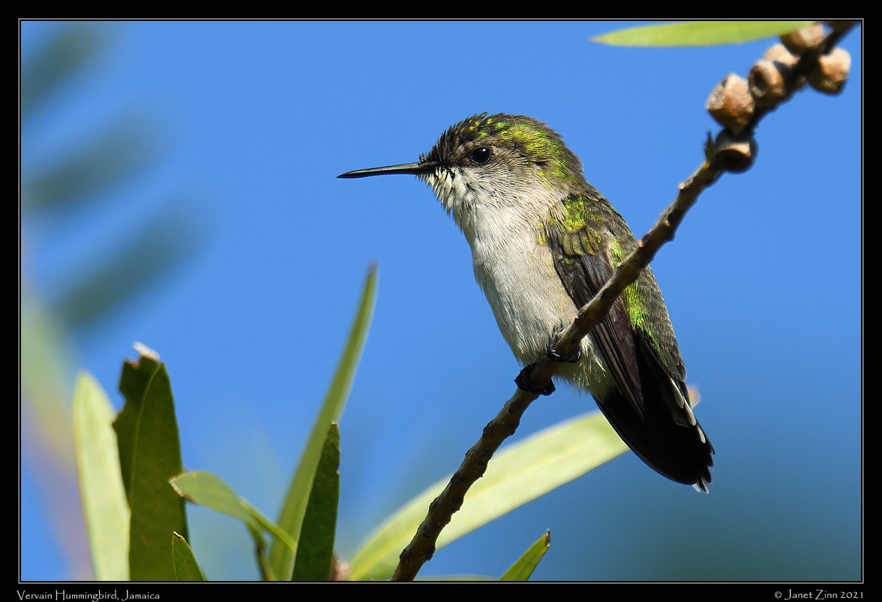 vervain_hummingbird_JZ8_535a
