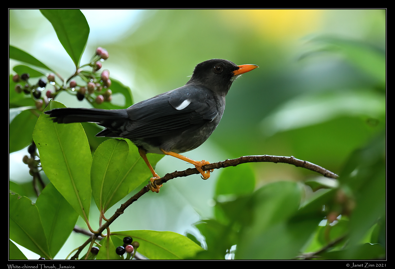 white_chinned_thrush_JZ8_6199a