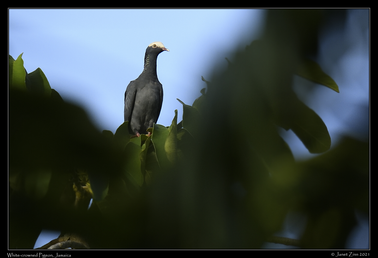 white_crowned_pigeon_JZ8_5965a