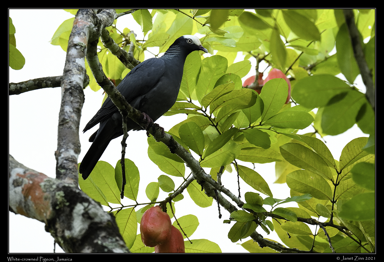 white_crowned_pigeon_JZ8_6001b