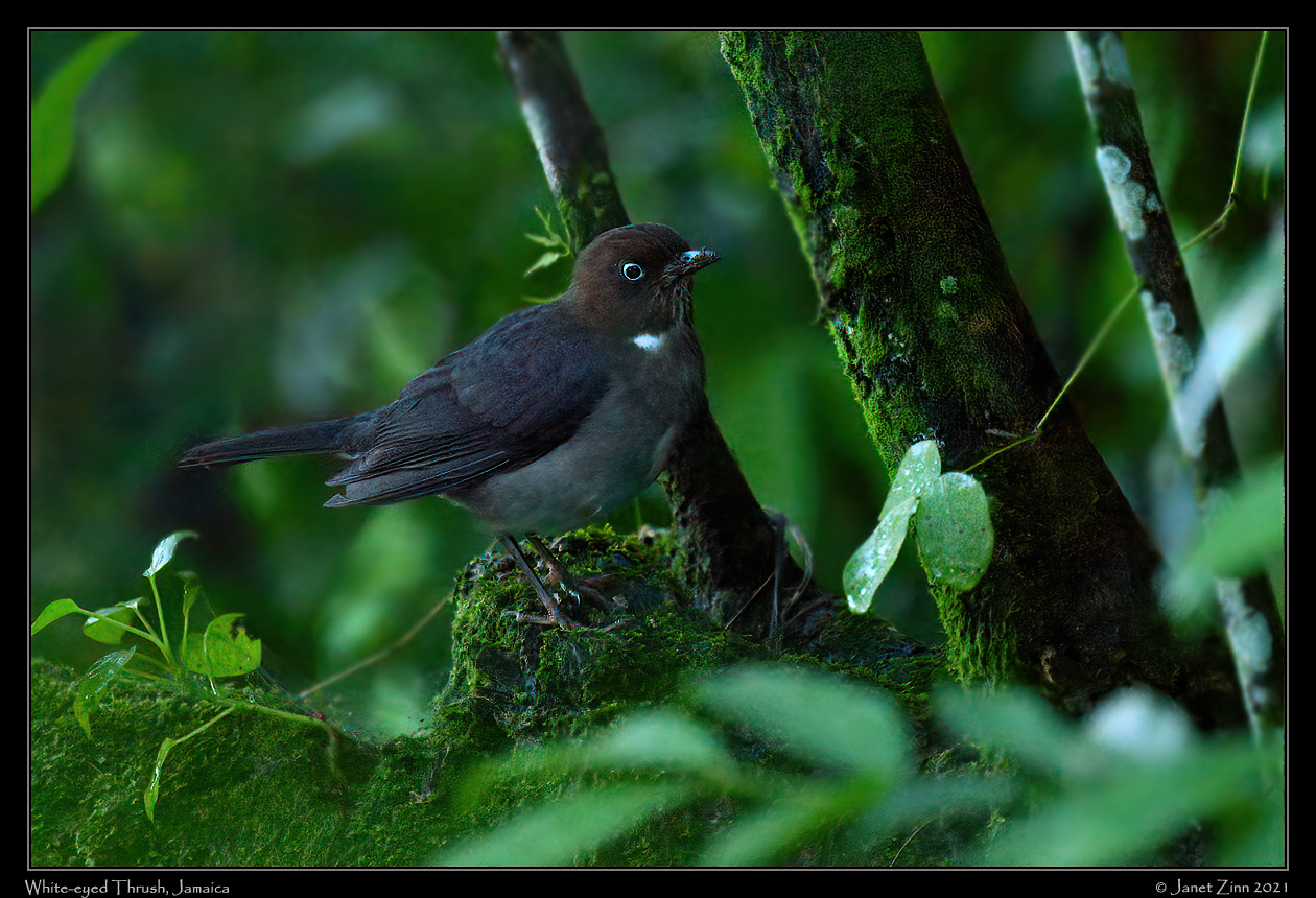 white_eyed_thrush_JZ1_1999b