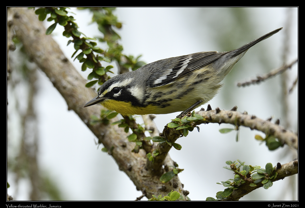 yellow_throated_warbler_JZ8_5795a