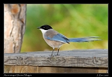  Azure-winged Magpie