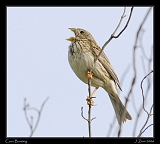  Corn Bunting