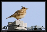  Crested Lark