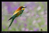  European Bee-eater