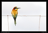  European Bee-eater � Janet Zinn