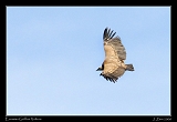  Eurasian Griffon Vulture, Garganta Verde � Janet Zinn