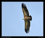  Eurasian Griffon Vulture, Garganta Verde � Janet Zinn