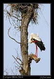  European White Stork � Janet Zinn