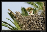  European White Stork � Janet Zinn