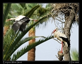  European White Stork � Janet Zinn