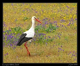  European White Stork � Janet Zinn