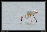  Greater Flamingo � Janet Zinn