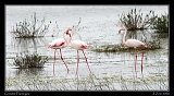  Greater Flamingos � Janet Zinn